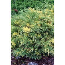 Ялівець середній / пфітцеріана Блю енд Голд | Juniperus media / рfitzeriana Blue and Gold | Можжевельник средний / пфитцериана Блю энд Голд