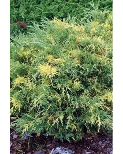 Ялівець середній / пфітцеріана Блю енд Голд | Juniperus media / рfitzeriana Blue and Gold | Можжевельник средний / пфитцериана Блю энд Голд