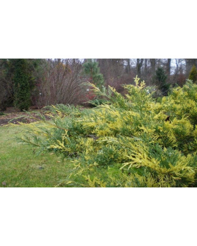 Ялівець середній / пфітцеріана Блю енд Голд | Juniperus media / рfitzeriana Blue and Gold | Можжевельник средний / пфитцериана Блю энд Голд