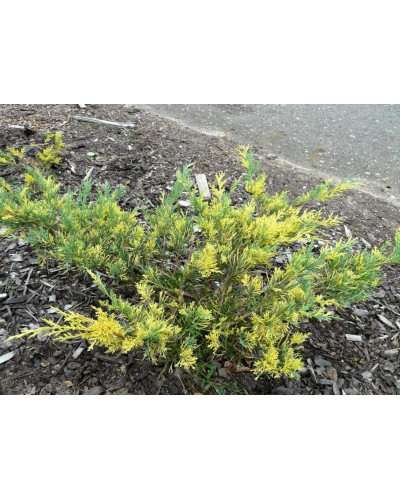 Ялівець середній / пфітцеріана Блю енд Голд | Juniperus media / рfitzeriana Blue and Gold | Можжевельник средний / пфитцериана Блю энд Голд