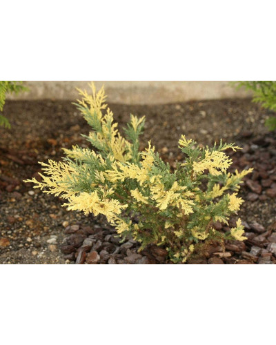 Ялівець середній / пфітцеріана Блю енд Голд | Juniperus media / рfitzeriana Blue and Gold | Можжевельник средний / пфитцериана Блю энд Голд