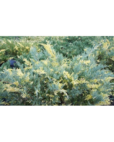 Ялівець середній / пфітцеріана Блю енд Голд | Juniperus media / рfitzeriana Blue and Gold | Можжевельник средний / пфитцериана Блю энд Голд