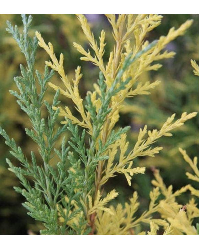Ялівець середній / пфітцеріана Блю енд Голд | Juniperus media / рfitzeriana Blue and Gold | Можжевельник средний / пфитцериана Блю энд Голд