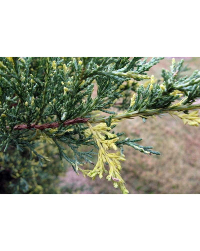 Ялівець середній / пфітцеріана Блю енд Голд | Juniperus media / рfitzeriana Blue and Gold | Можжевельник средний / пфитцериана Блю энд Голд