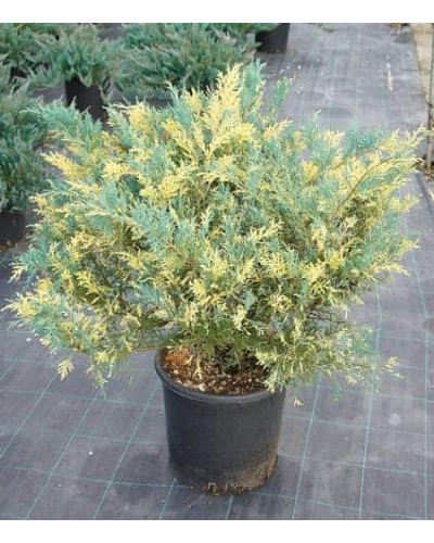 Ялівець середній / пфітцеріана Блю енд Голд | Juniperus media / рfitzeriana Blue and Gold | Можжевельник средний / пфитцериана Блю энд Голд