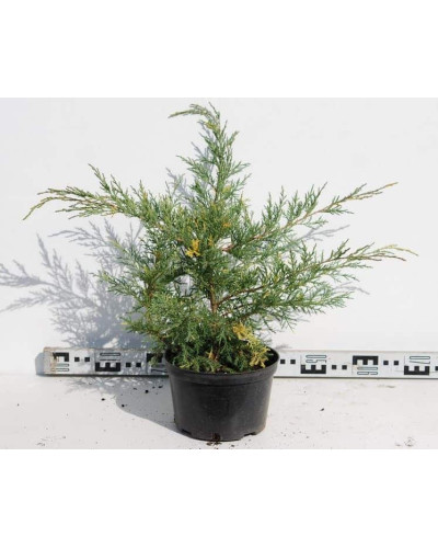 Ялівець середній / пфітцеріана Блю енд Голд | Juniperus media / рfitzeriana Blue and Gold | Можжевельник средний / пфитцериана Блю энд Голд
