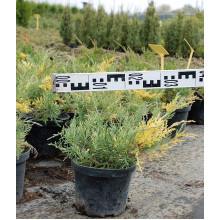 Ялівець середній / пфітцеріана Блю енд Голд | Juniperus media / рfitzeriana Blue and Gold | Можжевельник средний / пфитцериана Блю энд Голд