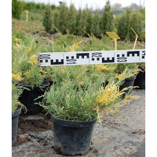 Ялівець середній / пфітцеріана Блю енд Голд | Juniperus media / рfitzeriana Blue and Gold | Можжевельник средний / пфитцериана Блю энд Голд