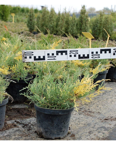 Ялівець середній / пфітцеріана Блю енд Голд | Juniperus media / рfitzeriana Blue and Gold | Можжевельник средний / пфитцериана Блю энд Голд