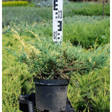 Ялівець середній / пфітцеріана Блю енд Голд | Juniperus media / рfitzeriana Blue and Gold | Можжевельник средний / пфитцериана Блю энд Голд