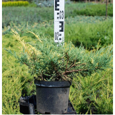 Ялівець середній / пфітцеріана Блю енд Голд | Juniperus media / рfitzeriana Blue and Gold | Можжевельник средний / пфитцериана Блю энд Голд