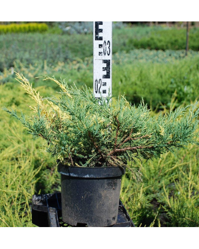 Ялівець середній / пфітцеріана Блю енд Голд | Juniperus media / рfitzeriana Blue and Gold | Можжевельник средний / пфитцериана Блю энд Голд