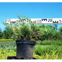 Ялівець середній / пфітцеріана Блю енд Голд | Juniperus media / рfitzeriana Blue and Gold | Можжевельник средний / пфитцериана Блю энд Голд