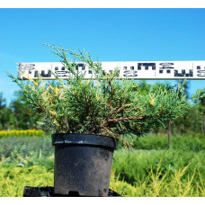 Ялівець середній / пфітцеріана Блю енд Голд | Juniperus media / рfitzeriana Blue and Gold | Можжевельник средний / пфитцериана Блю энд Голд