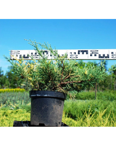 Ялівець середній / пфітцеріана Блю енд Голд | Juniperus media / рfitzeriana Blue and Gold | Можжевельник средний / пфитцериана Блю энд Голд