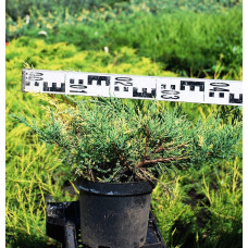 Ялівець середній / пфітцеріана Блю енд Голд | Juniperus media / рfitzeriana Blue and Gold | Можжевельник средний / пфитцериана Блю энд Голд