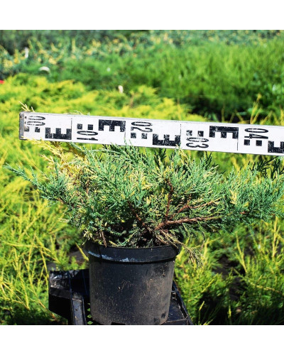 Ялівець середній / пфітцеріана Блю енд Голд | Juniperus media / рfitzeriana Blue and Gold | Можжевельник средний / пфитцериана Блю энд Голд