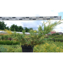 Ялівець середній / пфітцеріана Блю енд Голд | Juniperus media / рfitzeriana Blue and Gold | Можжевельник средний / пфитцериана Блю энд Голд