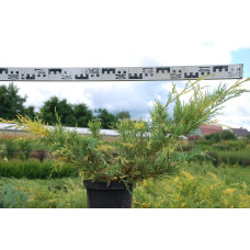 Ялівець середній / пфітцеріана Блю енд Голд | Juniperus media / рfitzeriana Blue and Gold | Можжевельник средний / пфитцериана Блю энд Голд