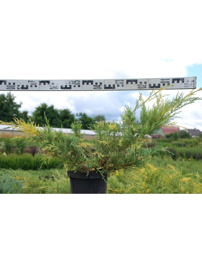 Ялівець середній / пфітцеріана Блю енд Голд | Juniperus media / рfitzeriana Blue and Gold | Можжевельник средний / пфитцериана Блю энд Голд