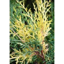 Ялівець середній / пфітцеріана Блю енд Голд | Juniperus media / рfitzeriana Blue and Gold | Можжевельник средний / пфитцериана Блю энд Голд