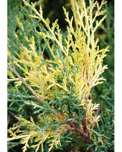 Ялівець середній / пфітцеріана Блю енд Голд | Juniperus media / рfitzeriana Blue and Gold | Можжевельник средний / пфитцериана Блю энд Голд