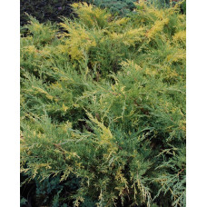 Ялівець середній / пфітцеріана Блю енд Голд | Juniperus media / рfitzeriana Blue and Gold | Можжевельник средний / пфитцериана Блю энд Голд