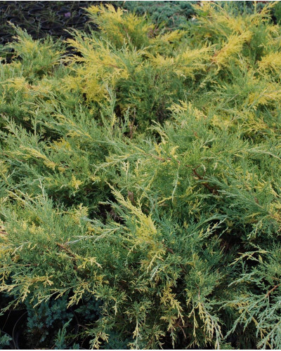 Ялівець середній / пфітцеріана Блю енд Голд | Juniperus media / рfitzeriana Blue and Gold | Можжевельник средний / пфитцериана Блю энд Голд