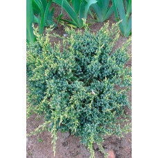 Ялівець лускатий Холгер | Можжевельник чешуйчатый Холгер | Juniperus squamata Holger