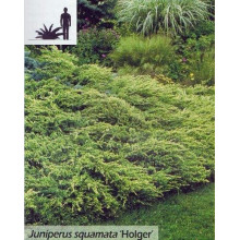Ялівець лускатий Холгер | Можжевельник чешуйчатый Холгер | Juniperus squamata Holger