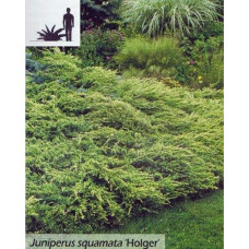 Ялівець лускатий Холгер | Можжевельник чешуйчатый Холгер | Juniperus squamata Holger