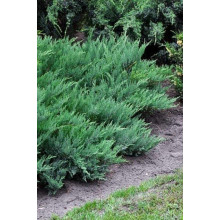 Ялівець козацький Глаука | Juniperus sabina Glauca | Можжевельник казацкий Глаука