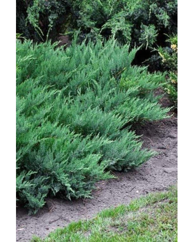Ялівець козацький Глаука | Juniperus sabina Glauca | Можжевельник казацкий Глаука