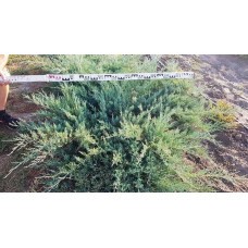 Ялівець козацький Глаука | Juniperus sabina Glauca | Можжевельник казацкий Глаука