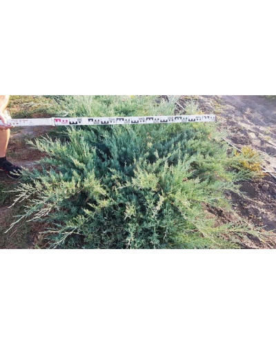Ялівець козацький Глаука | Juniperus sabina Glauca | Можжевельник казацкий Глаука