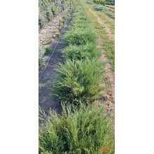 Ялівець козацький Глаука | Juniperus sabina Glauca | Можжевельник казацкий Глаука