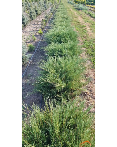 Ялівець козацький Глаука | Juniperus sabina Glauca | Можжевельник казацкий Глаука