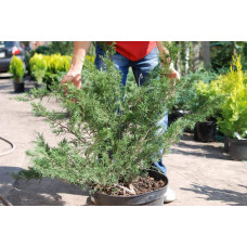Ялівець козацький Глаука | Juniperus sabina Glauca | Можжевельник казацкий Глаука