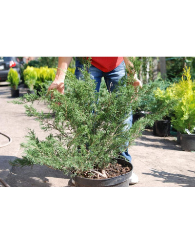 Ялівець козацький Глаука | Juniperus sabina Glauca | Можжевельник казацкий Глаука