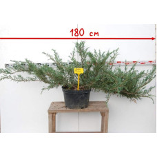 Ялівець козацький Глаука | Juniperus sabina Glauca | Можжевельник казацкий Глаука