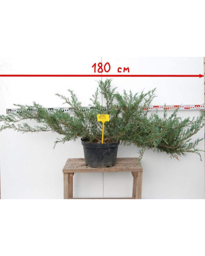 Ялівець козацький Глаука | Juniperus sabina Glauca | Можжевельник казацкий Глаука