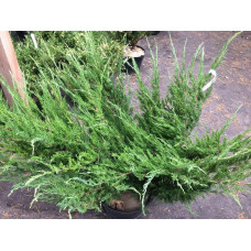 Ялівець козацький Глаука | Juniperus sabina Glauca | Можжевельник казацкий Глаука