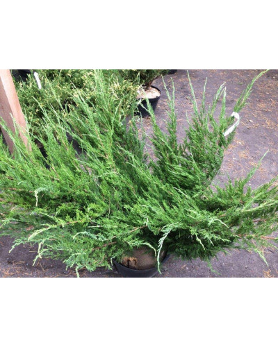Ялівець козацький Глаука | Juniperus sabina Glauca | Можжевельник казацкий Глаука