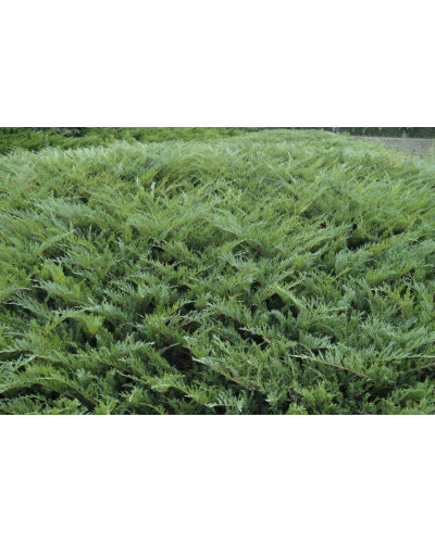 Ялівець козацький Глаука | Juniperus sabina Glauca | Можжевельник казацкий Глаука