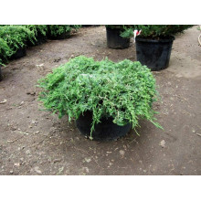 Ялівець козацький Глаука | Juniperus sabina Glauca | Можжевельник казацкий Глаука