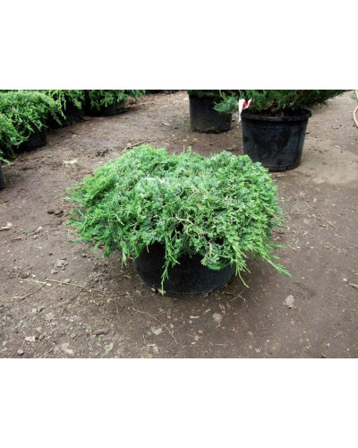Ялівець козацький Глаука | Juniperus sabina Glauca | Можжевельник казацкий Глаука