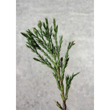 Ялівець козацький Глаука | Juniperus sabina Glauca | Можжевельник казацкий Глаука