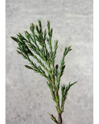 Ялівець козацький Глаука | Juniperus sabina Glauca | Можжевельник казацкий Глаука