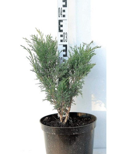 Ялівець козацький Глаука | Juniperus sabina Glauca | Можжевельник казацкий Глаука