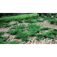 Ялівець козацький Глаука | Juniperus sabina Glauca | Можжевельник казацкий Глаука